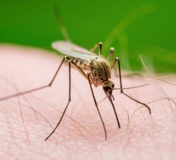 Mosquito-Borne Disease Prevention
