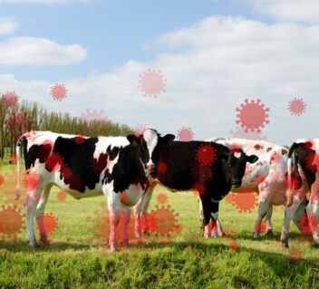 Global Considerations for H5N1: Risks and Preparedness