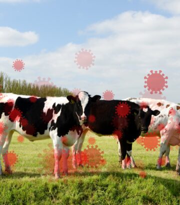 Global Considerations for H5N1: Risks and Preparedness