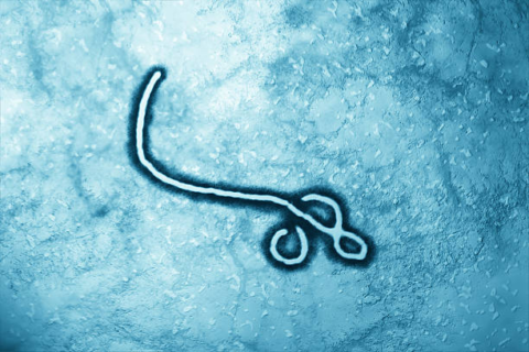 Ebola Outbreak
